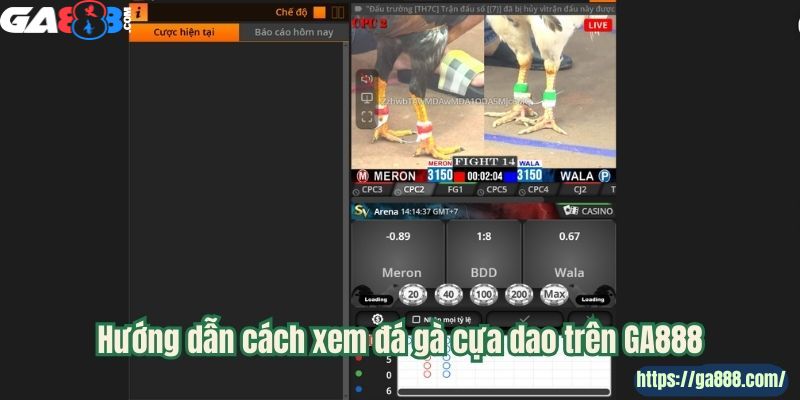 GA888 Đấu Trường Đỉnh Cao - Chiến Kê Hiếu Chiến - Ảnh 2