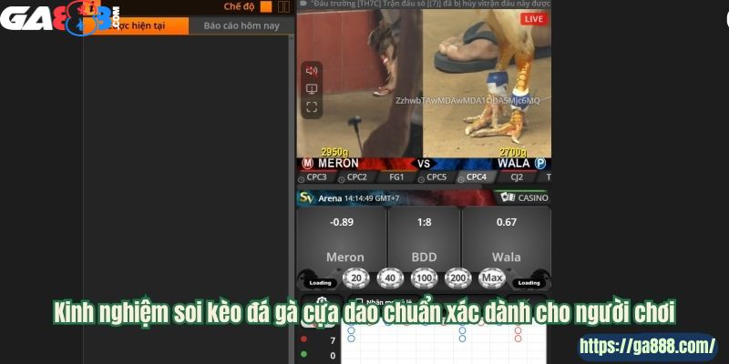 GA888 Đấu Trường Đỉnh Cao - Chiến Kê Hiếu Chiến - Ảnh 3