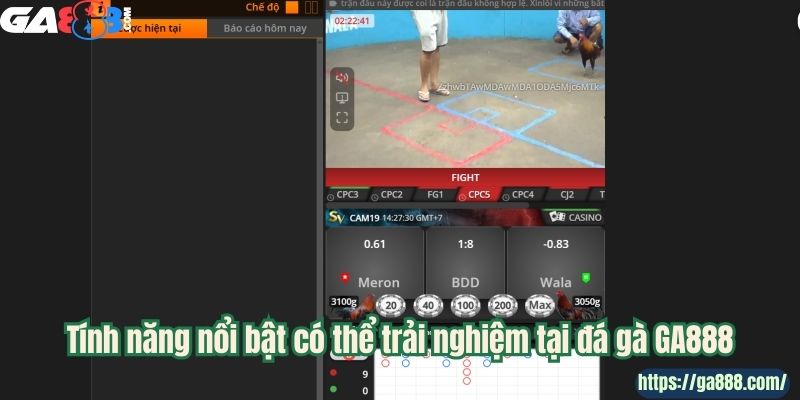 Khám Phá Đá Gà Thomo Tại GA888: Nghệ Thuật Và Máu Lửa - Ảnh 2