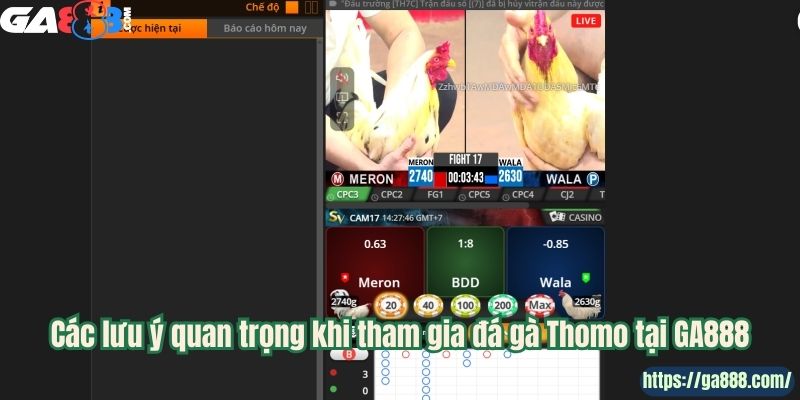 Khám Phá Đá Gà Thomo Tại GA888: Nghệ Thuật Và Máu Lửa - Ảnh 3