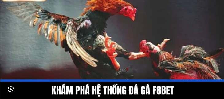 Hướng Dẫn Cá Cược Đá Gà Tại F8Bet Bí Quyết Để Thắng Lớn - Ảnh 1
