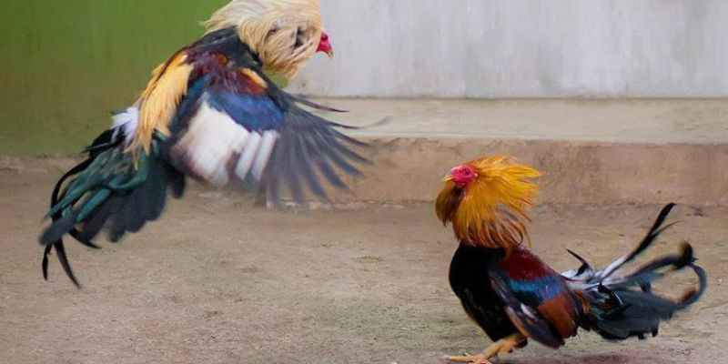 Hướng Dẫn Cá Cược Đá Gà Tại F8Bet Bí Quyết Để Thắng Lớn - Ảnh 2