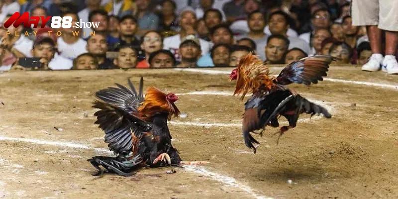 Đá Gà May88 – Trải Nghiệm Đá Gà Trực Tuyến Đỉnh Cao - Ảnh 1