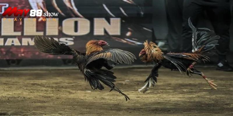 Đá Gà May88 – Trải Nghiệm Đá Gà Trực Tuyến Đỉnh Cao - Ảnh 2
