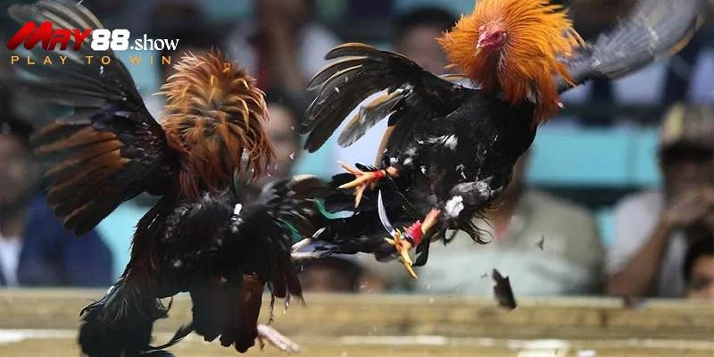 Đá Gà May88 – Trải Nghiệm Đá Gà Trực Tuyến Đỉnh Cao - Ảnh 3