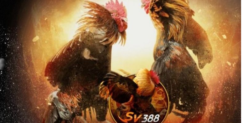 Sv388 Nhà Cái Cá Cược Đá Gà Nổi Tiếng Nhất Năm 2024 - Ảnh 1