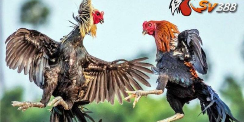 Sv388 Nhà Cái Cá Cược Đá Gà Nổi Tiếng Nhất Năm 2024 - Ảnh 4
