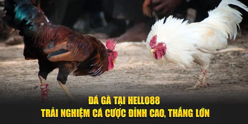 Đá Gà Hello88: Luật Chơi Đơn Giản, Trúng Thưởng Dễ Dàng! - Ảnh 4
