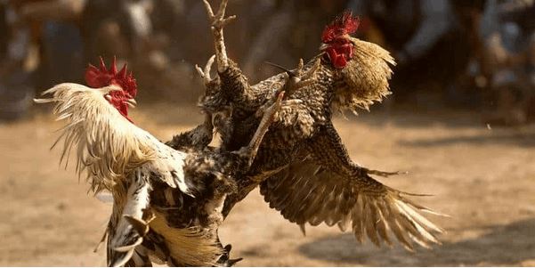 Tại sao đá gà cựa tròn tại SV388 thu hút nhiều người chơi? - Ảnh 1