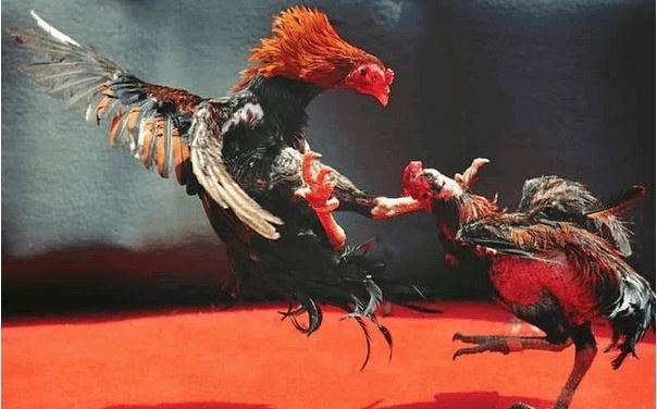 Tại sao đá gà cựa tròn tại SV388 thu hút nhiều người chơi? - Ảnh 3