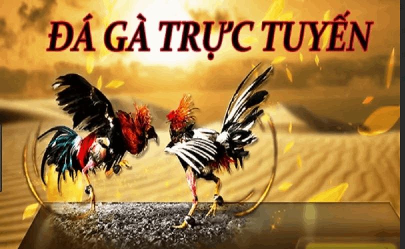 Khuyến mãi đá gà Sky88 có gì hot? Cách tận dụng để kiếm tiền từ cược - Ảnh 1